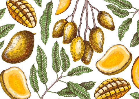 Vintage tropical background. Ripe mango sketch. Hand-drawn vector illustration. Tropical fruit banner design, juice packaging, mixed media print. NOT AI generated